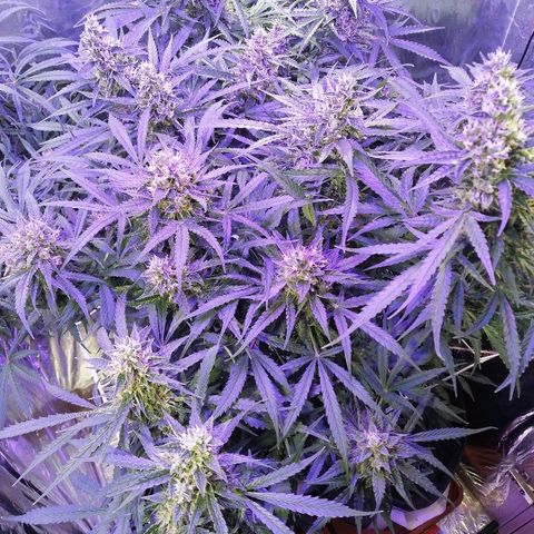 Auto Owen Key growlog timeline photo