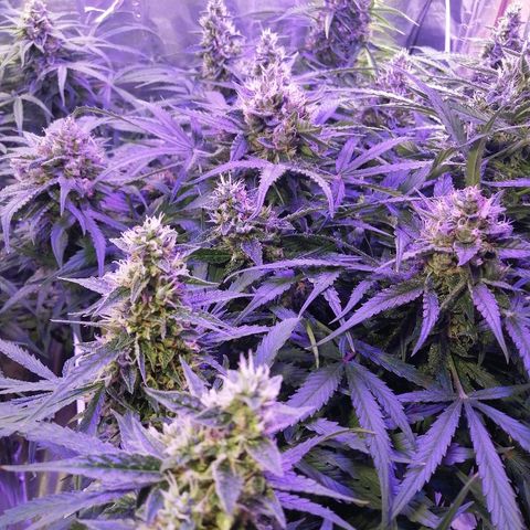 Auto Owen Key growlog timeline photo