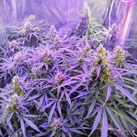 Auto Owen Key growlog timeline photo