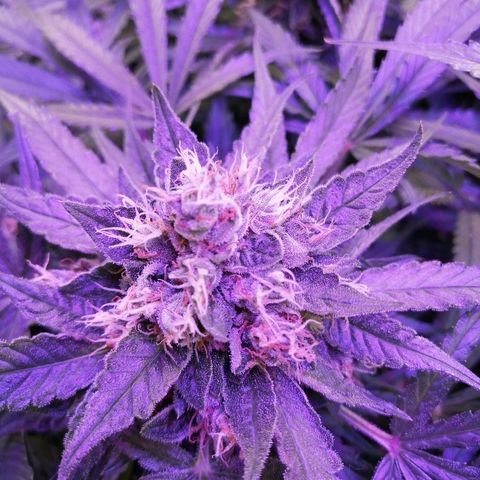 Auto Owen Key growlog timeline photo