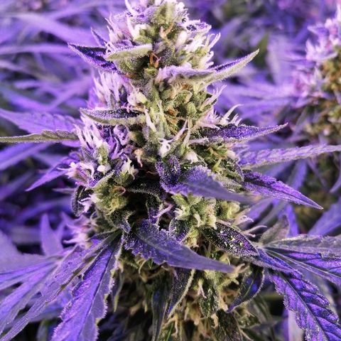Auto Owen Key growlog timeline photo