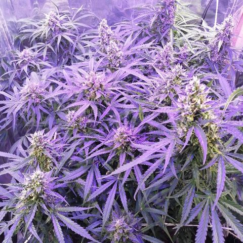 Auto Owen Key growlog timeline photo