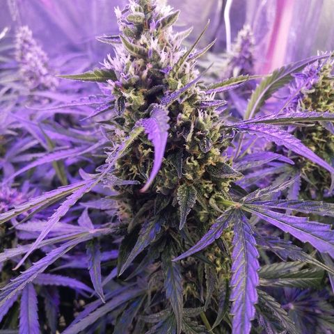 Auto Owen Key growlog timeline photo
