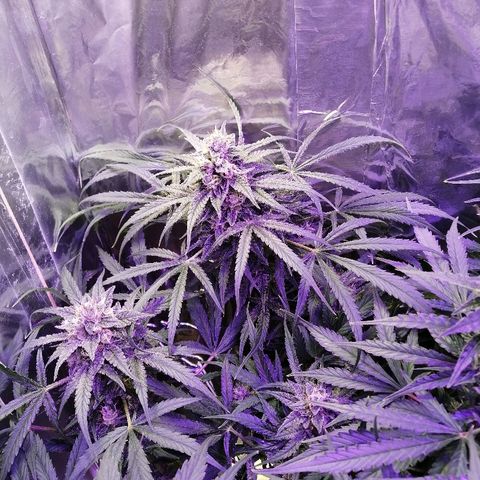 Auto Owen Key growlog timeline photo