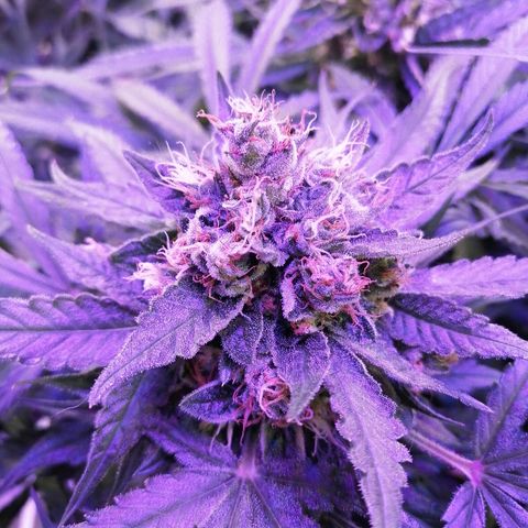 Auto Owen Key growlog timeline photo