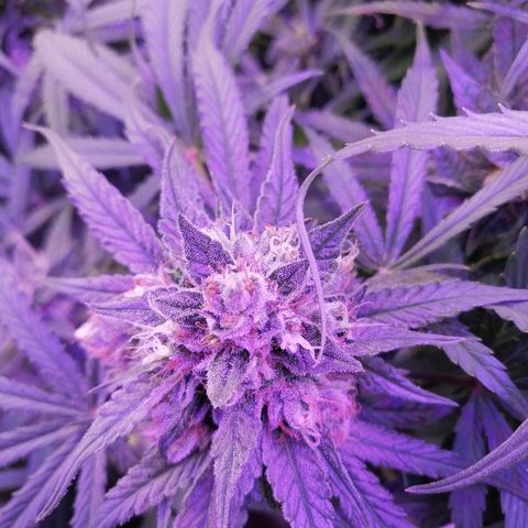 Auto Owen Key growlog timeline photo