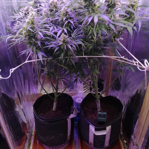 Auto Owen Key growlog timeline photo