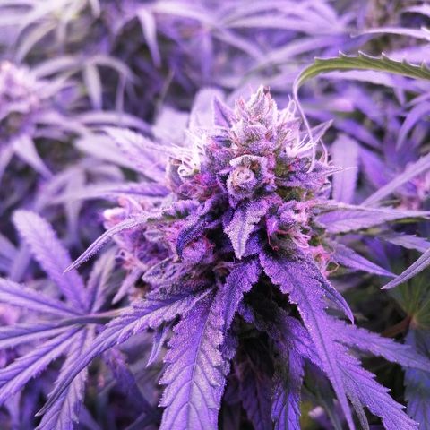 Auto Owen Key growlog timeline photo