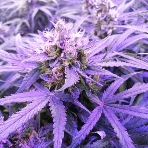 Auto Owen Key growlog timeline photo
