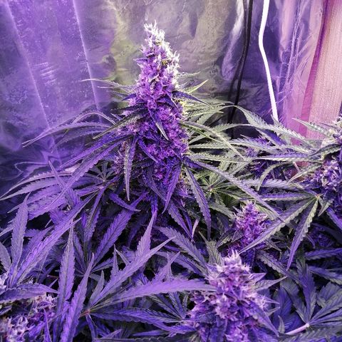Auto Owen Key growlog timeline photo