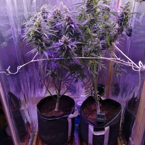 Auto Owen Key growlog timeline photo