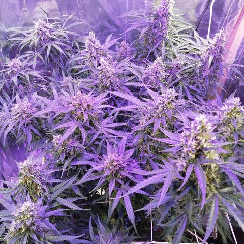 Auto Owen Key growlog timeline photo