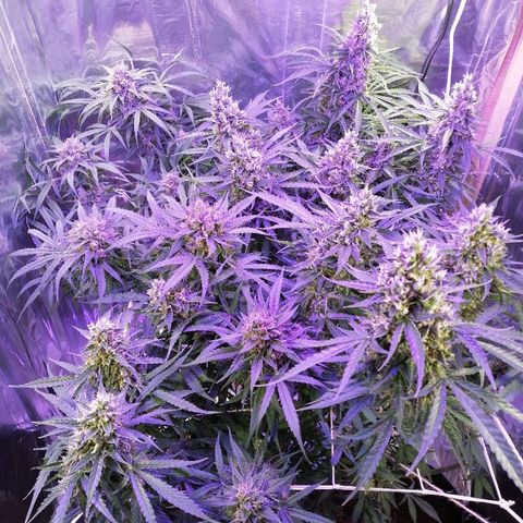 Auto Owen Key growlog timeline photo