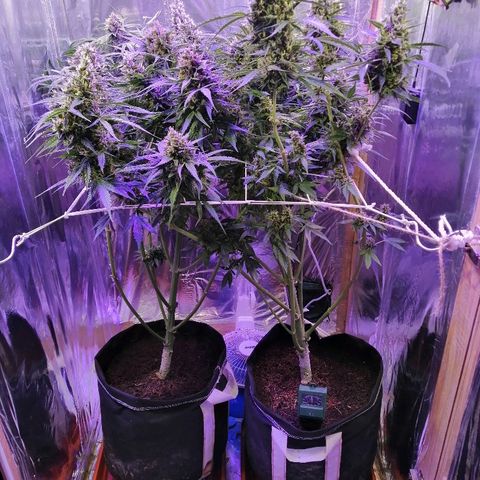 Auto Owen Key growlog timeline photo