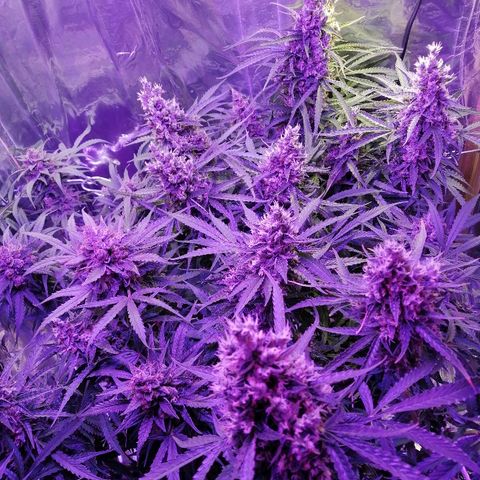 Auto Owen Key growlog timeline photo
