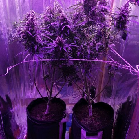 Auto Owen Key growlog timeline photo