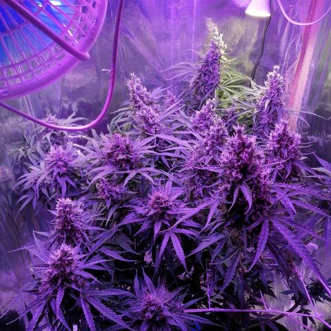 Auto Owen Key growlog timeline photo