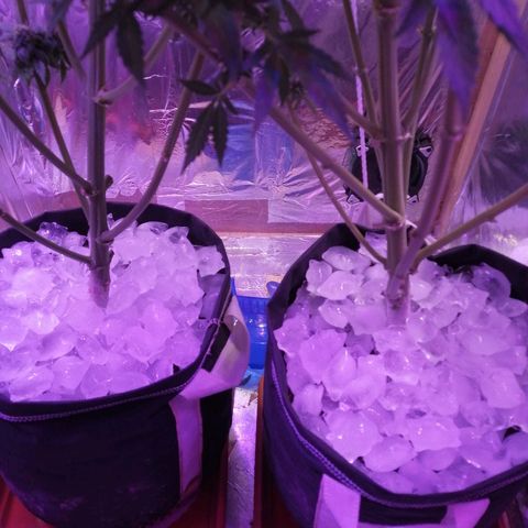 Auto Owen Key growlog timeline photo