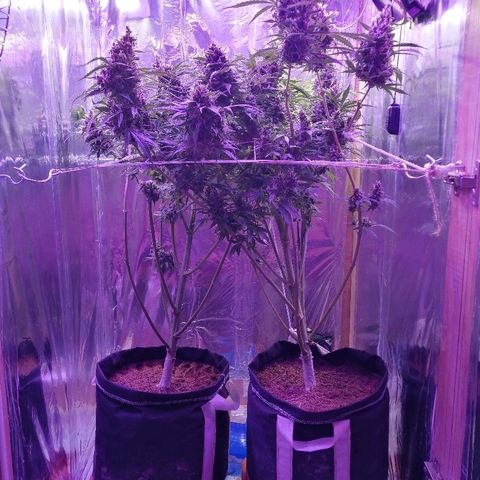 Auto Owen Key growlog timeline photo