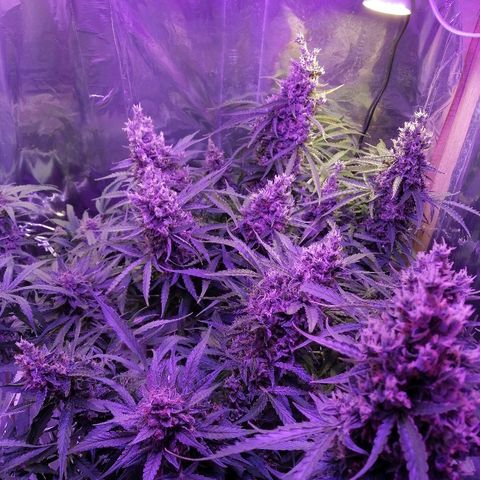 Auto Owen Key growlog timeline photo
