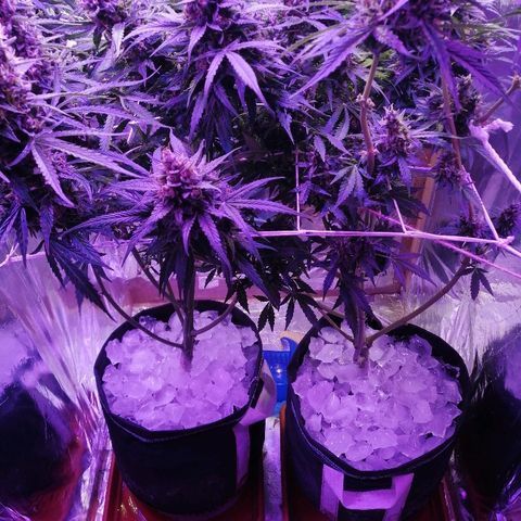Auto Owen Key growlog timeline photo
