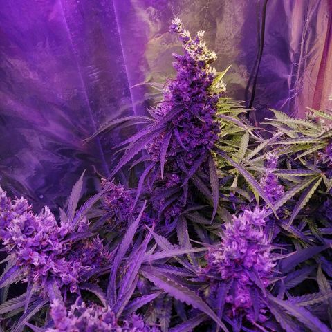 Auto Owen Key growlog timeline photo