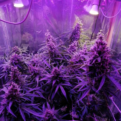 Auto Owen Key growlog timeline photo
