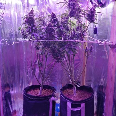 Auto Owen Key growlog timeline photo