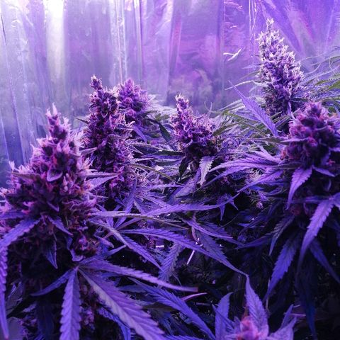Auto Owen Key growlog timeline photo