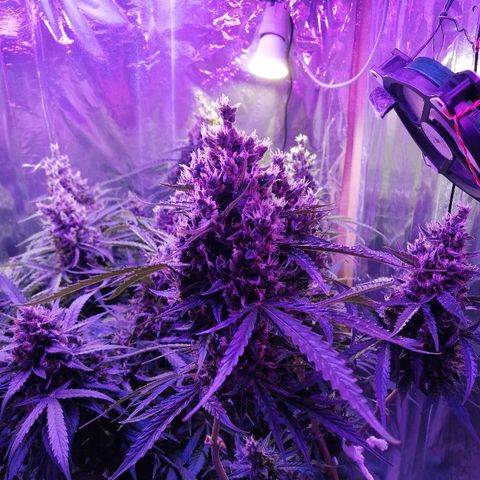 Auto Owen Key growlog timeline photo