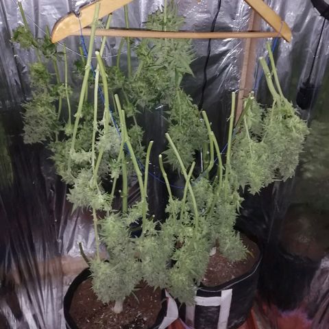 Auto Owen Key growlog timeline photo