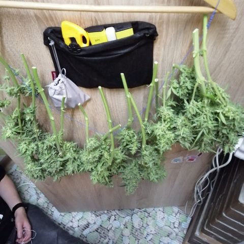 Auto Owen Key growlog timeline photo