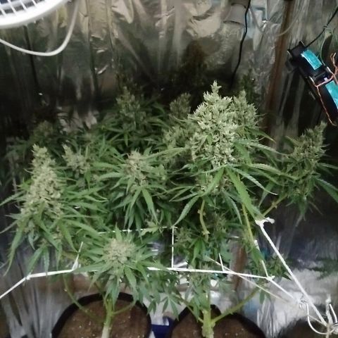 Auto Owen Key growlog timeline photo
