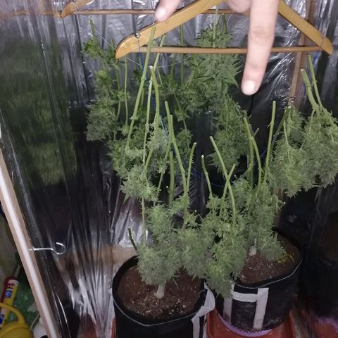Auto Owen Key growlog timeline photo