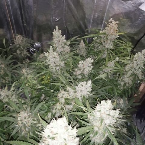 Auto Owen Key growlog timeline photo