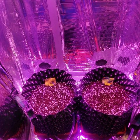 Auto Purple Kush growlog timeline photo