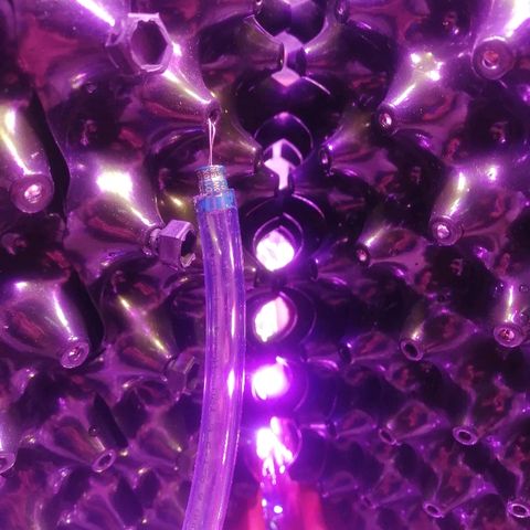 Auto Purple Kush growlog timeline photo