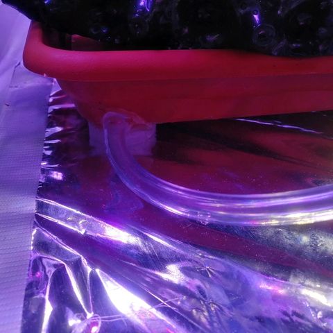 Auto Purple Kush growlog timeline photo