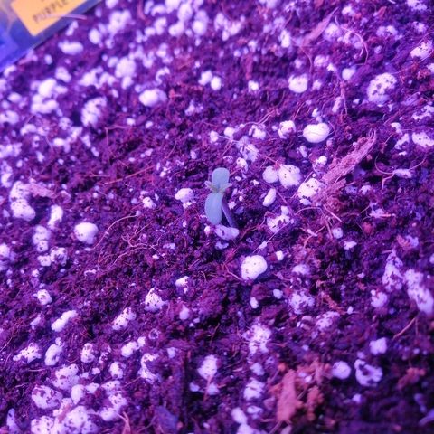 Auto Purple Kush growlog timeline photo