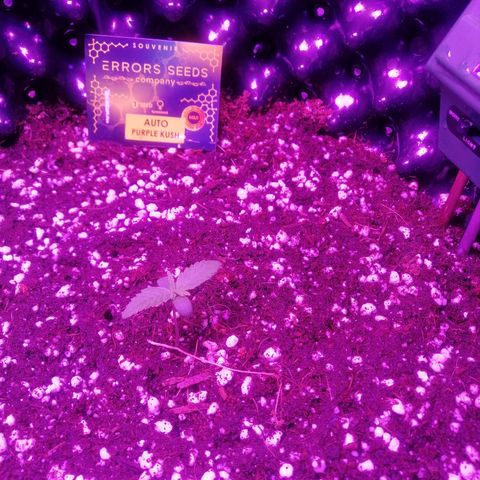 Auto Purple Kush growlog timeline photo