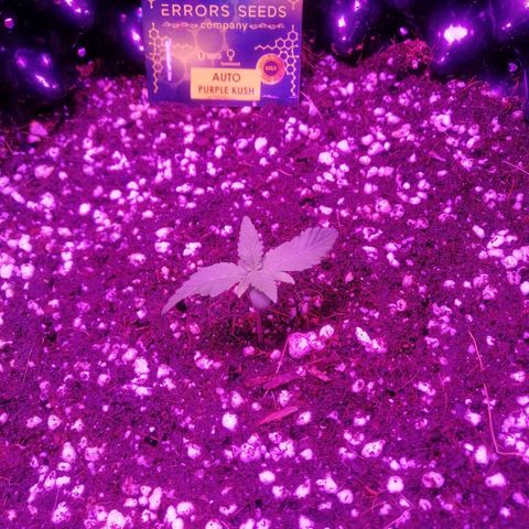 Auto Purple Kush growlog timeline photo