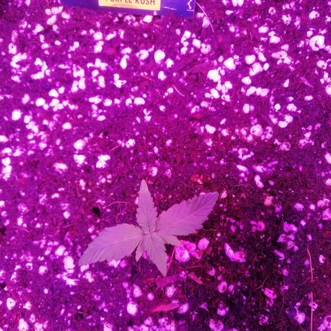 Auto Purple Kush growlog timeline photo