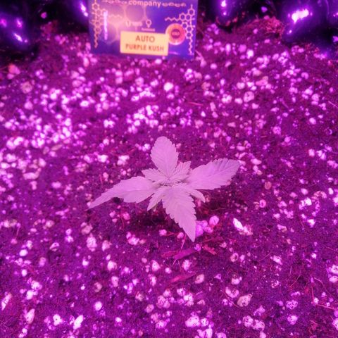 Auto Purple Kush growlog timeline photo