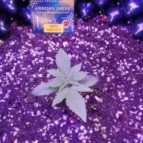 Auto Purple Kush growlog timeline photo