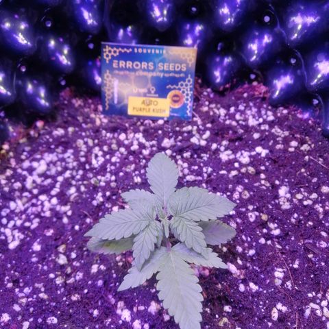 Auto Purple Kush growlog timeline photo