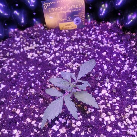 Auto Purple Kush growlog timeline photo