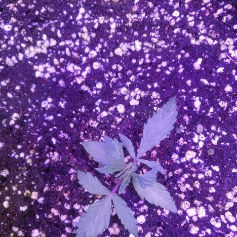 Auto Purple Kush growlog timeline photo