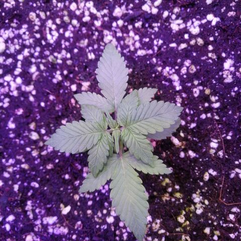 Auto Purple Kush growlog timeline photo