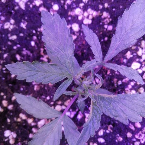 Auto Purple Kush growlog timeline photo