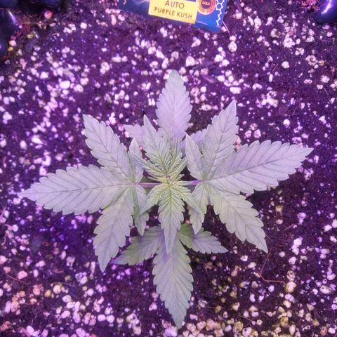 Auto Purple Kush growlog timeline photo